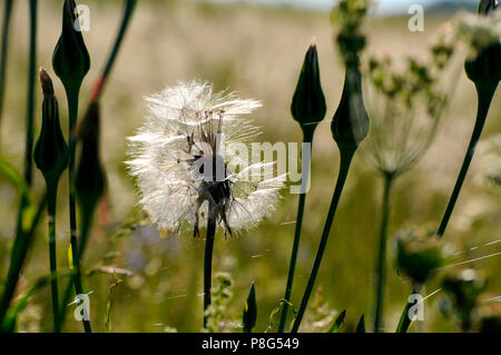 Ruvido Hawk's-barba (Crepis biennis) Foto Stock