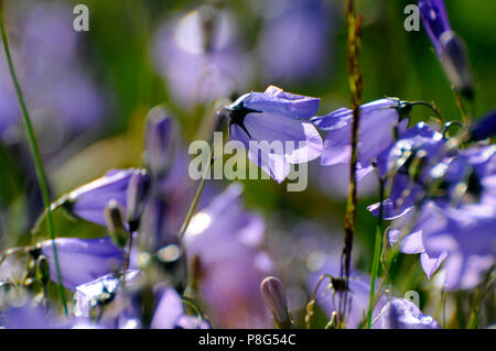 Harebell (Campanula rotundifolia) Foto Stock