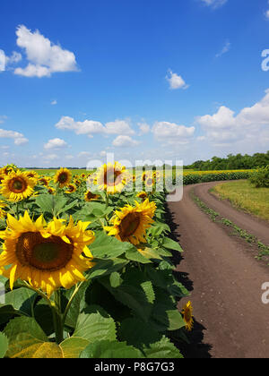 I margini dei campi di girasoli con road, Russia Foto Stock