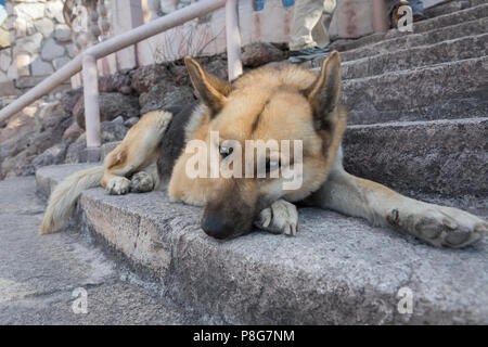 Frutto della mescolanza di pastore tedesco e cane husky Foto Stock