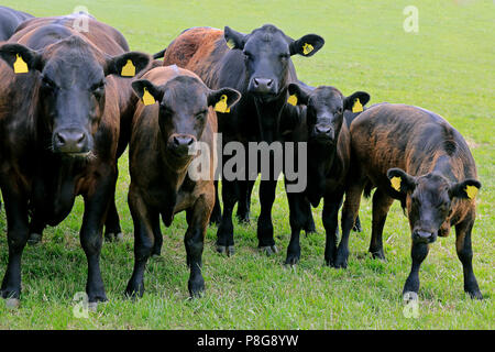 Aberdeen Angus bovini, gruppo di cinque animali, guardando alla fotocamera mentre si sta in piedi sul campo erboso in estate. Foto Stock