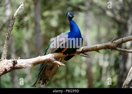 Bella peacock seduto su un ramo di albero Foto Stock