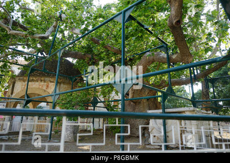 Albero piano di Ippocrate di Kos. La Grecia Foto Stock