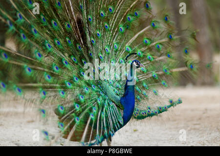 Bella peacock visualizzando il suo piumaggio Foto Stock
