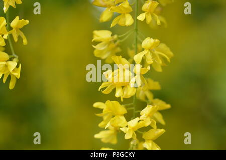 Il maggiociondolo Faboideae Foto Stock