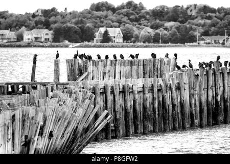 Cormorani appollaiato sulla palificazioni di un molo abbandonati in Prine Edward Island, Canada. Alto contrasto bianco e nero. Foto Stock