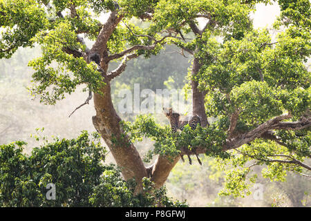 Adulto leopard stashes sua impala uccidere per la tettoia di un grande albero nel Masai Mara. Foto Stock