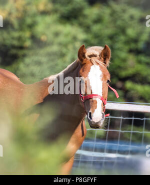 Bay a cavallo con white blaze, fa capolino da dietro il fogliame in un paddock. Foto Stock