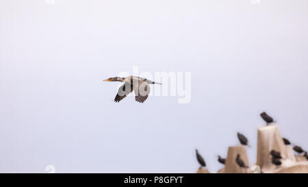 Cormorani in volo con altri arroccato su di un frangiflutti in background. Iles de la Madeleine, Canada. Foto Stock