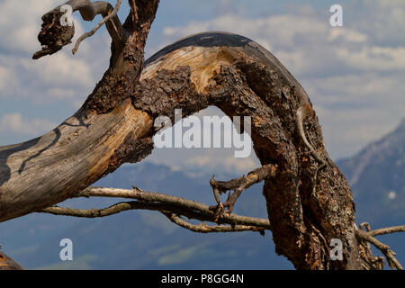 Weathered log in primo piano di un paesaggio di montagna Foto Stock