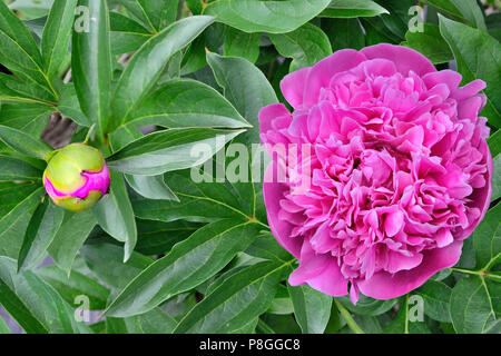 Bella terry rosa peonia close up con bud e foglie verdi su aiuola di fiori nel giardino Foto Stock