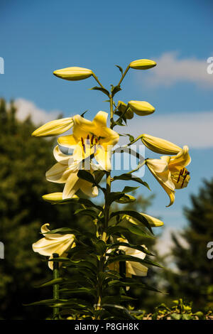 Giglio gigante giallo "Rocket". Foto Stock