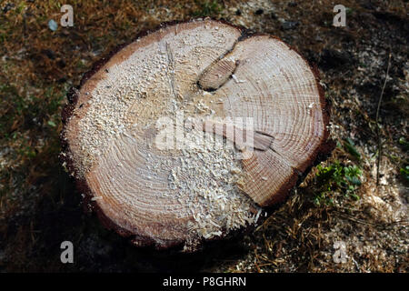 Berlino, Germania, la sezione trasversale del tronco di un albero con gli anelli annuali Foto Stock