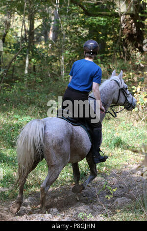 Zernikov, donna a cavallo di un trotter sul suo cavallo attraverso una foresta Foto Stock