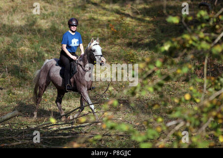 Zernikov, donna a cavallo di un trotter sul suo cavallo attraverso una foresta Foto Stock