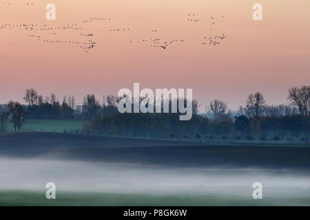 Goerlsdorf, Germania, Wildgaense volare in una nebbiosa mattina sui campi del Uckermark Foto Stock