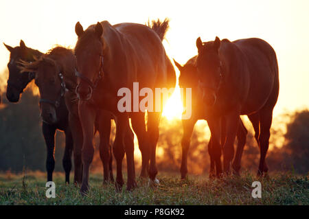 Goerlsdorf chiodati, cavalli di sunrise al pascolo Foto Stock