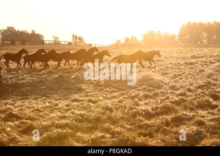 Goerlsdorf chiodati, silhouette, cavalli al galoppo nel pascolo di sunrise Foto Stock