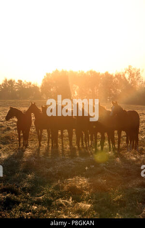 Goerlsdorf chiodati, Silhouette, stand di cavalli al pascolo di sunrise Foto Stock