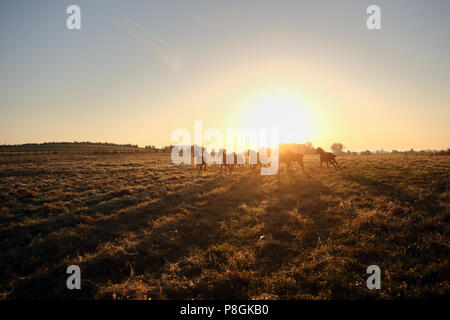 Goerlsdorf chiodati, silhouette, cavalli al galoppo nel pascolo di sunrise Foto Stock