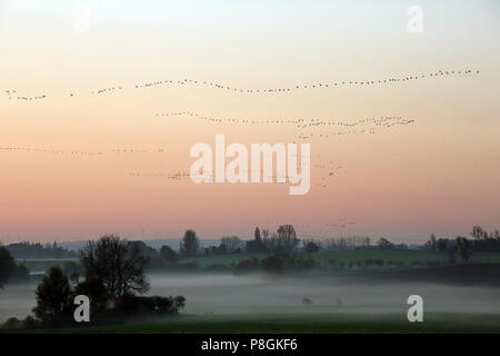 Goerlsdorf, Germania, Wildgaense volare in una nebbiosa mattina sui campi del Uckermark Foto Stock