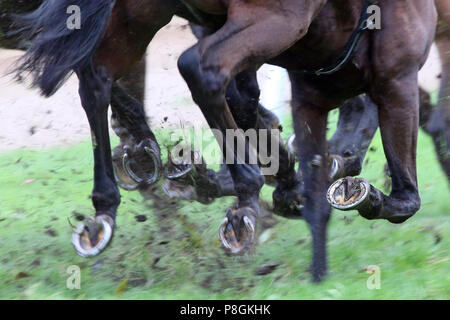 Hannover, Germania, gambe di cavalli al galoppo su erba e terra Foto Stock