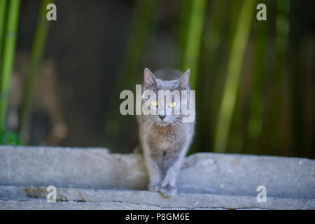Gatto grigio con gli occhi gialli Foto Stock