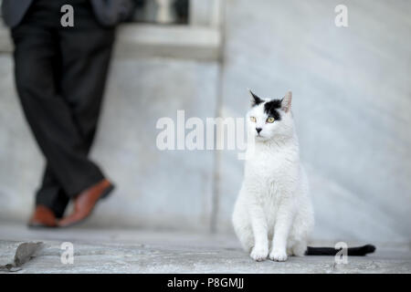 Gatto divertente in attesa Foto Stock