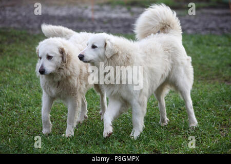 Nuovo Kaetwin, Germania, Pyrenaeenberghunde Foto Stock