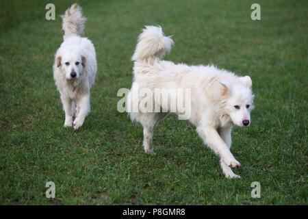 Nuovo Kaetwin, Germania, Pyrenaeenberghunde Foto Stock