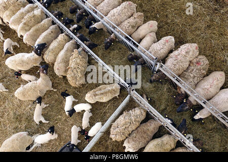 Nuovo Kaetwin, Germania, Dorper pecore nella stalla mangiare del fieno Foto Stock