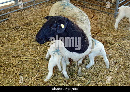 Nuovo Kaetwin, Germania, Dorper pecora con due agnelli in una fase di stallo Foto Stock