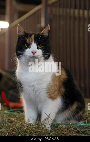 Neuenhagen, cat si siede nella stalla su una balla di fieno Foto Stock