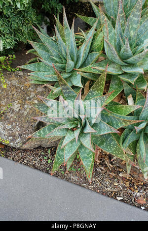 Aloe Vera plants growing in the ground Foto Stock