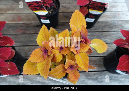 Solenostemon scutellarioides o noto come Coleus Campfire Foto Stock