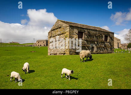 Regno Unito, Inghilterra, Yorkshire, Swaledale, Keld, Myers fondo, pascolo di ovini nel campo fienile con 1687 architrave in pietra Foto Stock