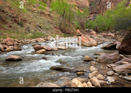 UT00427-00...Utah - forcella del nord fiume vergine da Riverside Walk trail nel Parco Nazionale di Zion. Foto Stock