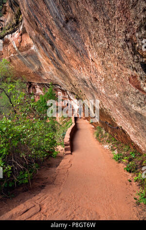 UT00433-00...Utah - Trail sotto un aggetto unendo l'inferiore, centrale e superiore Emerald Pool nel Canyon Zion area del Parco Nazionale di Zion. Foto Stock