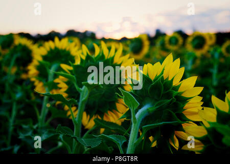 Da dietro la vista dei girasoli che sono tutte rivolte verso il Rising Sun a Dorothea Dix Park in Raleigh North Carolina Foto Stock