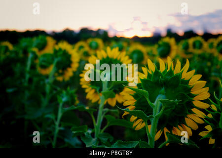 Vista dal lato posteriore dei girasoli che sono tutte rivolte verso il Rising Sun a Dorothea Dix Park in Raleigh North Carolina Foto Stock