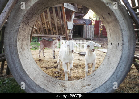 Due giovani capretti giocando nel tubo di calcestruzzo su una farm. Foto Stock