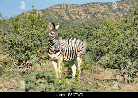 La Burchell zebra nel bush africano, Etosha National Park, la vegetazione verde dopo la stagione delle piogge. Namibia Wildlife wildlife safari Foto Stock