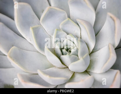 Mexican tipico impianto modello estate, verde cactus Foto Stock