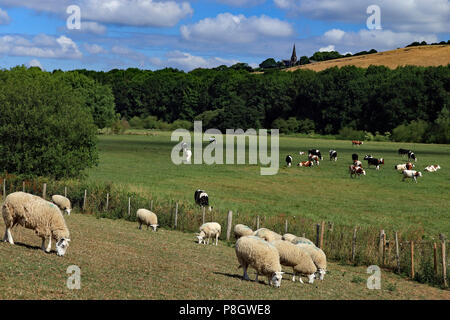 Mucche e pecore pascolano sui terreni agricoli del fiume Valle Douglas in Lancashire sotto Parbold Hill, sotto un cielo azzurro con soffici nuvole bianche. Foto Stock