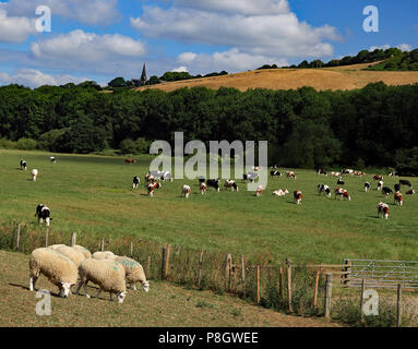 Mucche e pecore pascolano sui terreni agricoli del fiume Valle Douglas in Lancashire sotto Parbold Hill, sotto un cielo azzurro con soffici nuvole bianche. Foto Stock