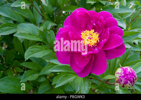 Primo piano di rosso le peonie nel giardino la peonia rosso borgogna macro peonia fiore. Messa a fuoco selettiva. Profondità di campo. Foto Stock