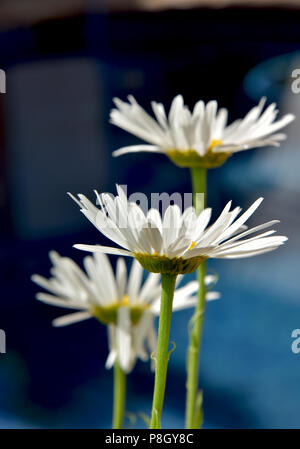 Margherite bianco su sfondo bluewater Foto Stock