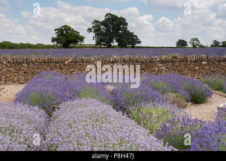 Radstock, Somerset, Regno Unito. 11 Luglio 2018. UK Meteo: Molto caldo con incantesimi soleggiati nel Somerset. I bellissimi campi di lavanda di Faulkland vicino a Radstock sono in piena fioritura e pronti per la raccolta. Credit: Notizie dal vivo di DWR/Alamy Foto Stock