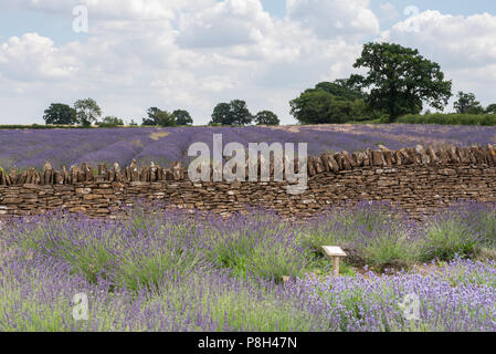 Radstock, Somerset, Regno Unito. 11 Luglio 2018. UK Meteo: Molto caldo con incantesimi soleggiati nel Somerset. I bellissimi campi di lavanda di Faulkland vicino a Radstock sono in piena fioritura e pronti per la raccolta. Credit: Notizie dal vivo di DWR/Alamy Foto Stock