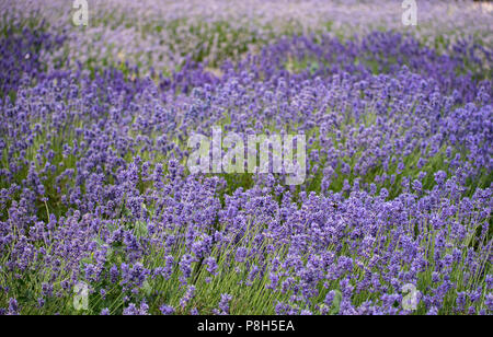 Radstock, Somerset, Regno Unito. 11 Luglio 2018. Regno Unito Meteo. Molto caldo con incantesimi soleggiati nel Somerset. I bellissimi campi di lavanda di Faulkland vicino a Radstock sono in piena fioritura e pronti per la raccolta. Credit: Notizie dal vivo di DWR/Alamy. Foto Stock